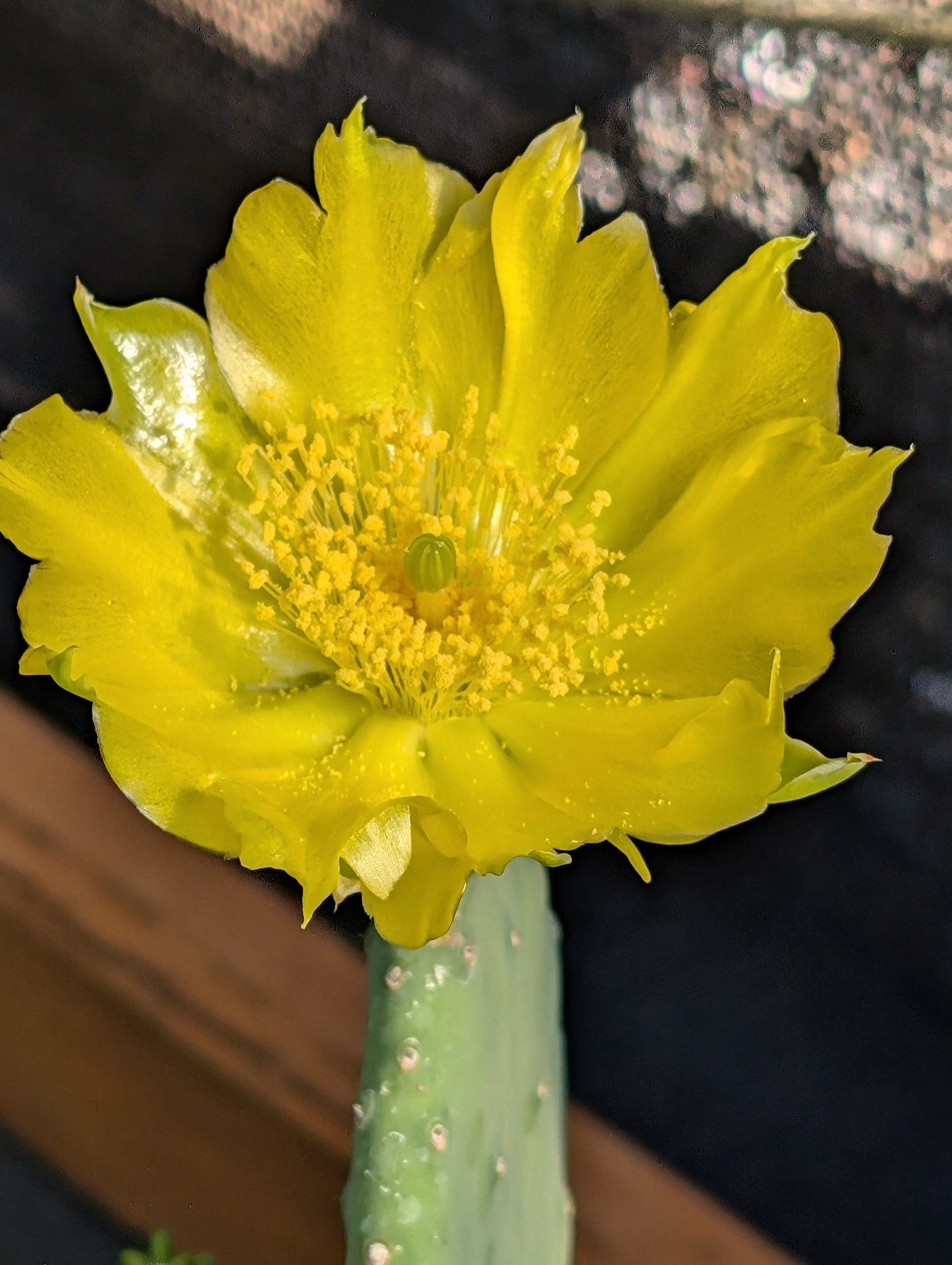 Opuntia cacanapa 'Ellisiana'