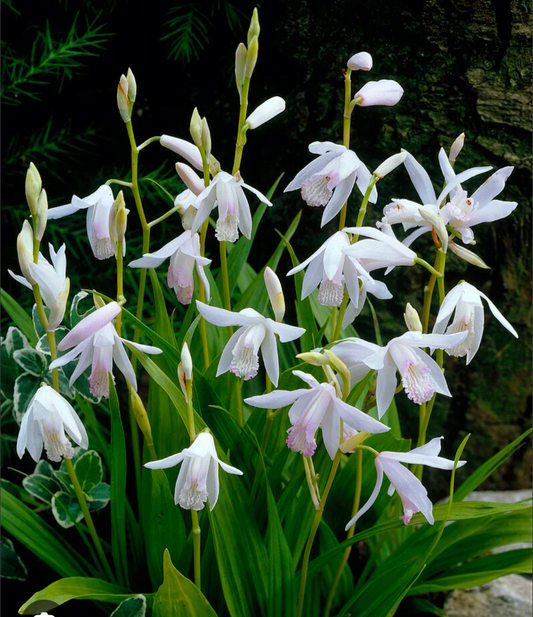 Bletilla striata 'Alba'
