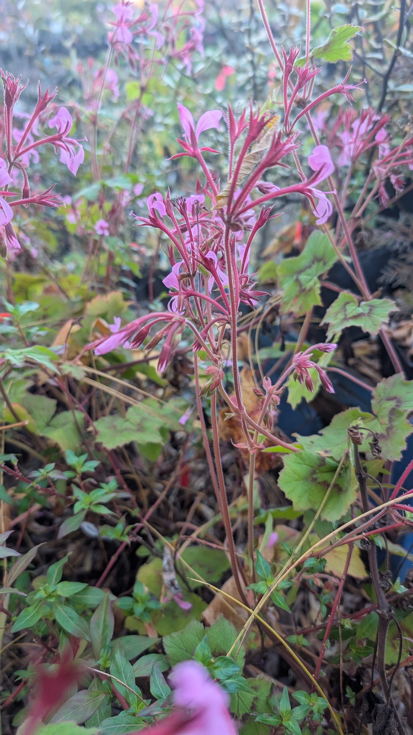 Pelargonium transvaalense ‘African Princess‘