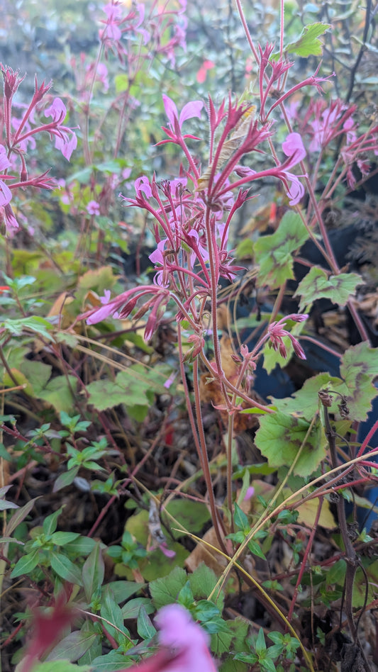 Pelargonium transvaalense ‘African Princess‘