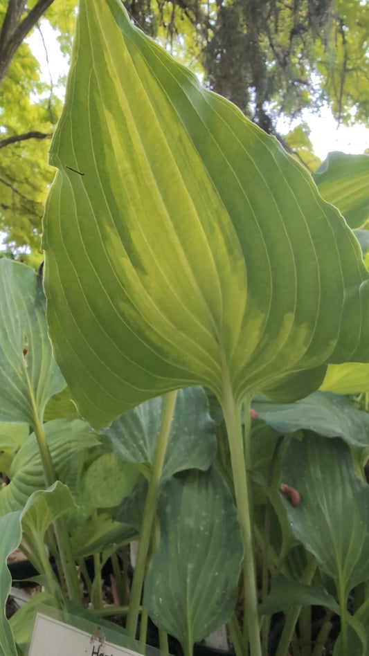 Hosta ‘Dressed to Kill’