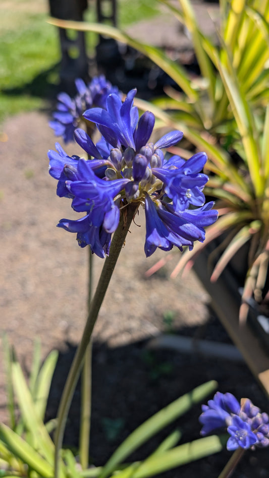Agapanthus campanulatus