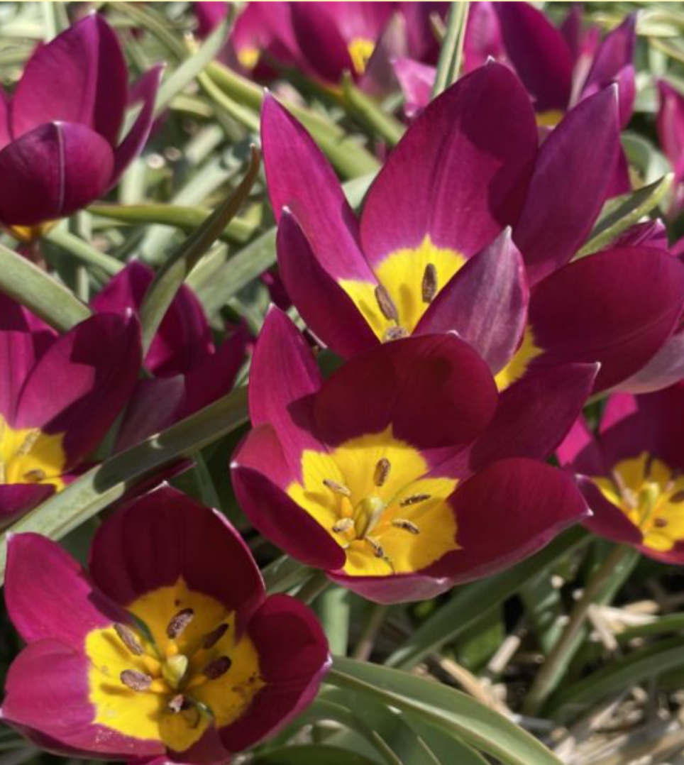 Tulipa humilis 'Persian Pearl'