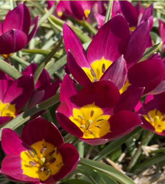 Tulipa humilis 'Persian Pearl'