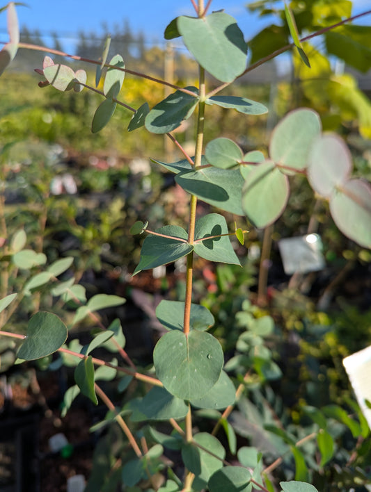 Eucalyptus gunnii