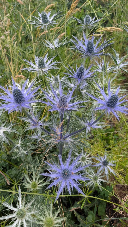 Eryngium x zabelii ‘Big Blue‘