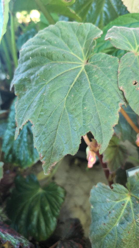 Begonia chitoensis ‘ChitoChocolate’ DJHT12012