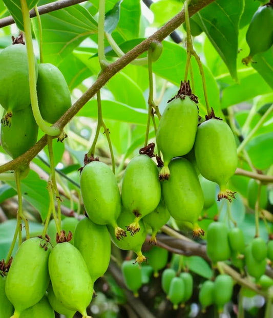 Actinidia arguta 'Prolific'