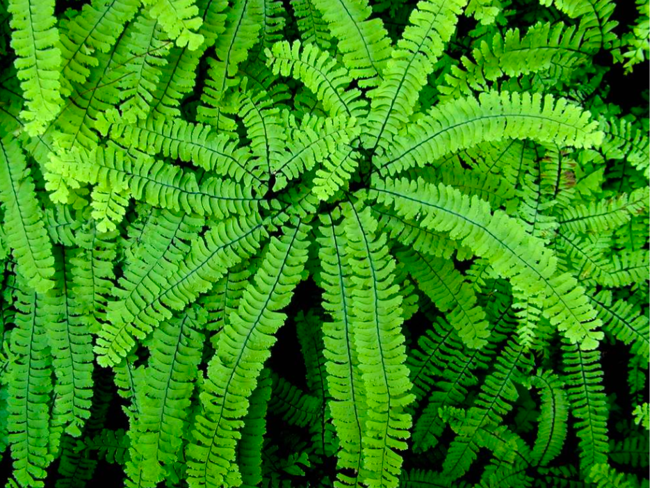 Adiantum aleuticum