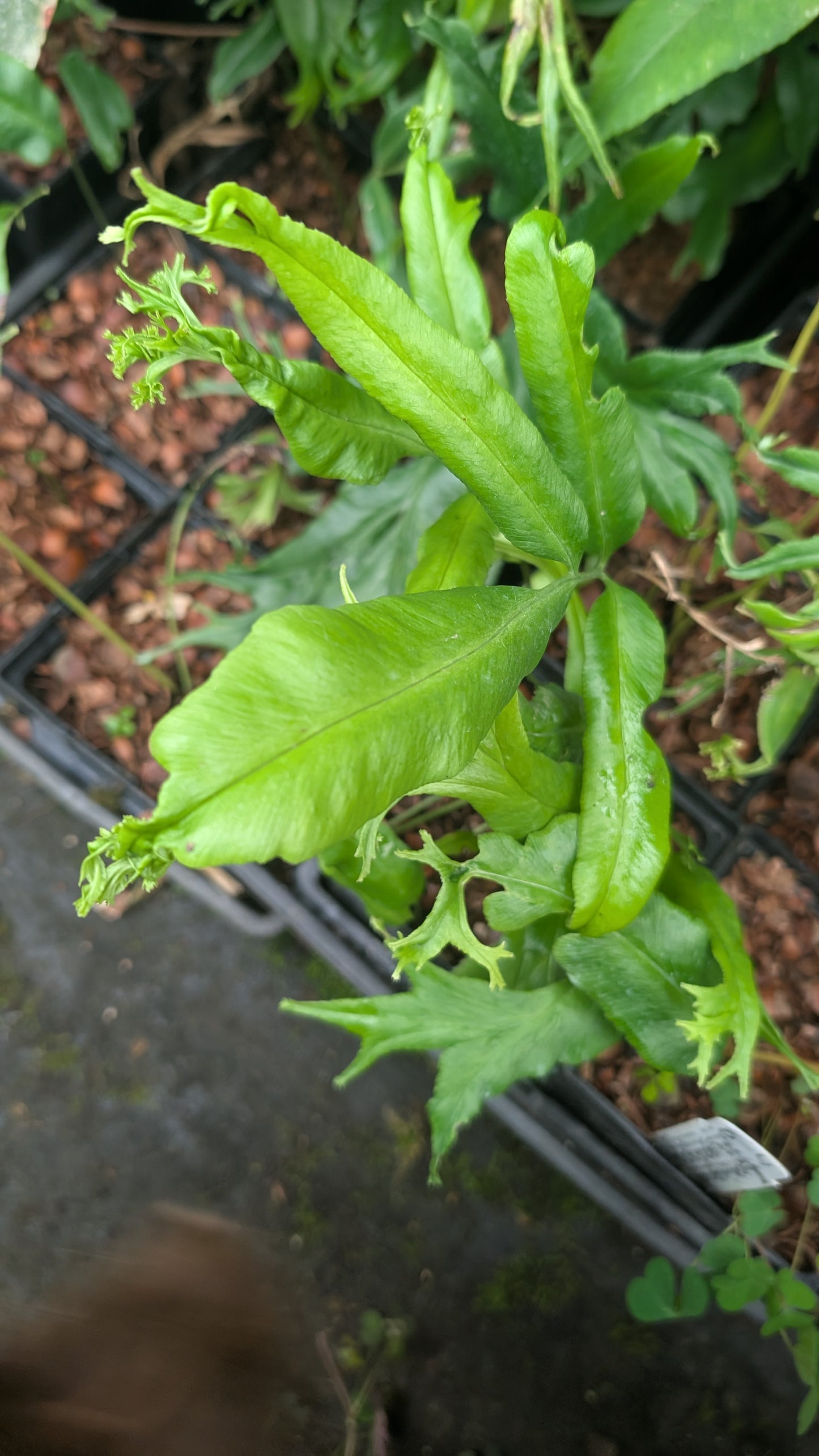 Coniogramme jinggangshanensis ‘Shishi’