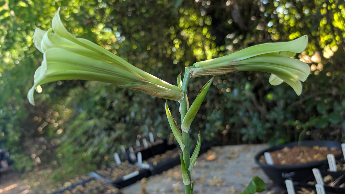 Cardiocrinum cordatum var. Glehnii