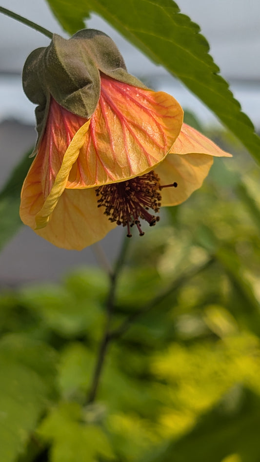 Abutilon hybridum 'Dennis'