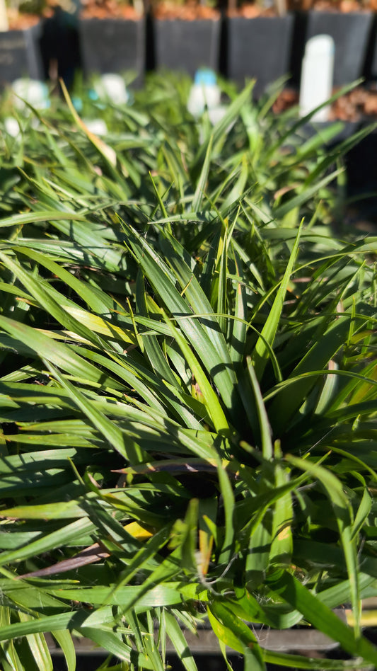 Luzula pilosa 'Igel'