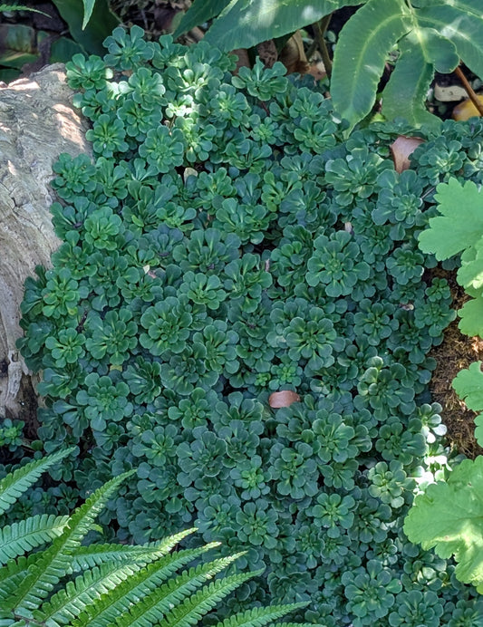Saxifraga ‘Primuloides’