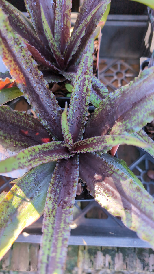 Eucomis ‘Dark Star’