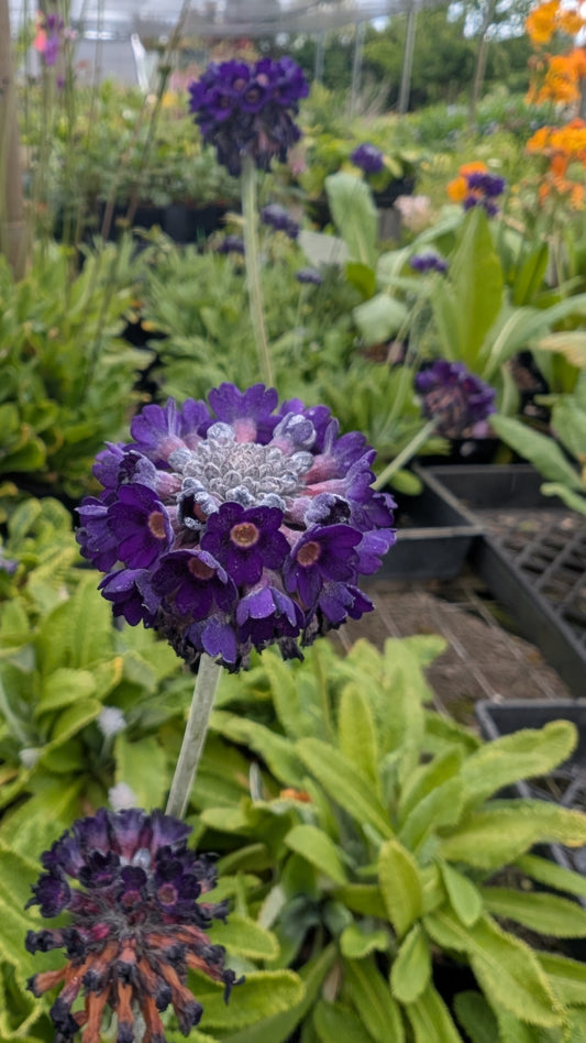 Primula capitata ssp. mooreana