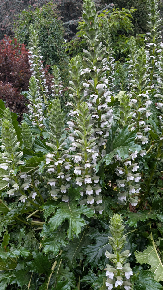 Acanthus mollis 'Jeff Albus'