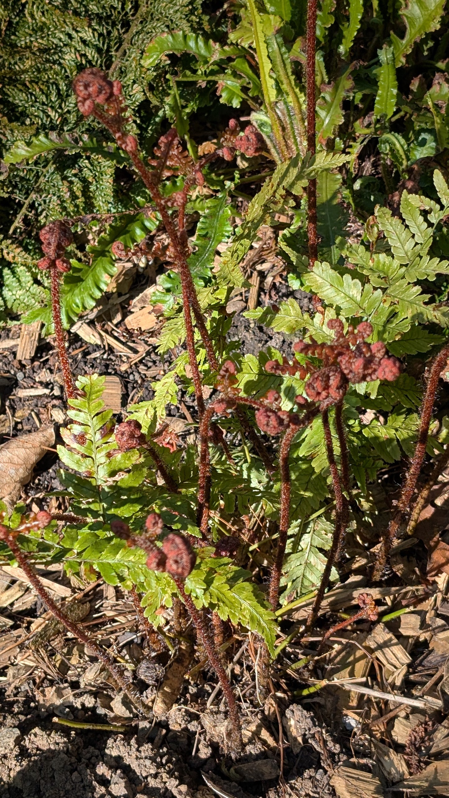 Dryopteris koidzumiana