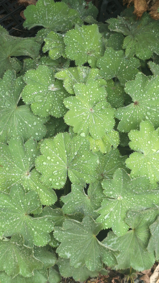 Alchemilla mollis
