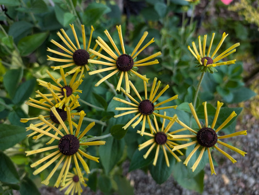 Rudbeckia subtomentosa ‘Little Henry’   PP23,590