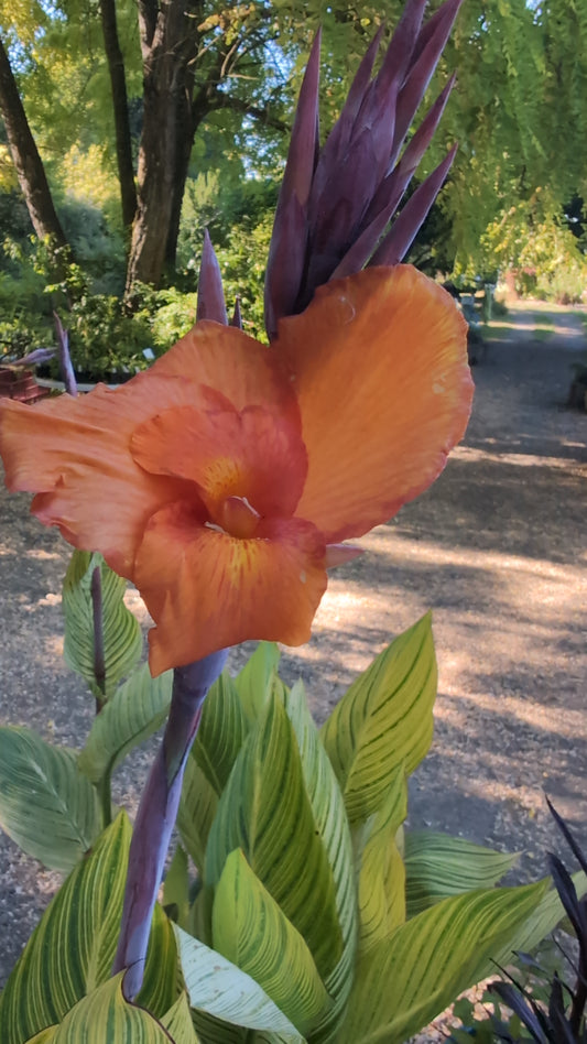 Canna ‘Pretoria’