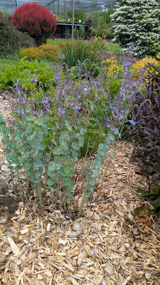 Parahebe perfoliata