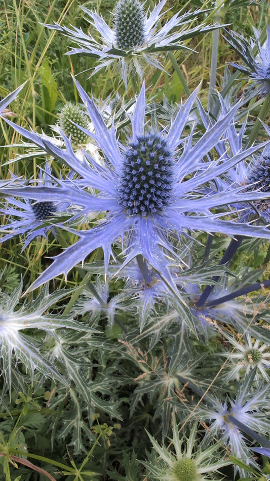 Eryngium x zabelii ‘Big Blue‘