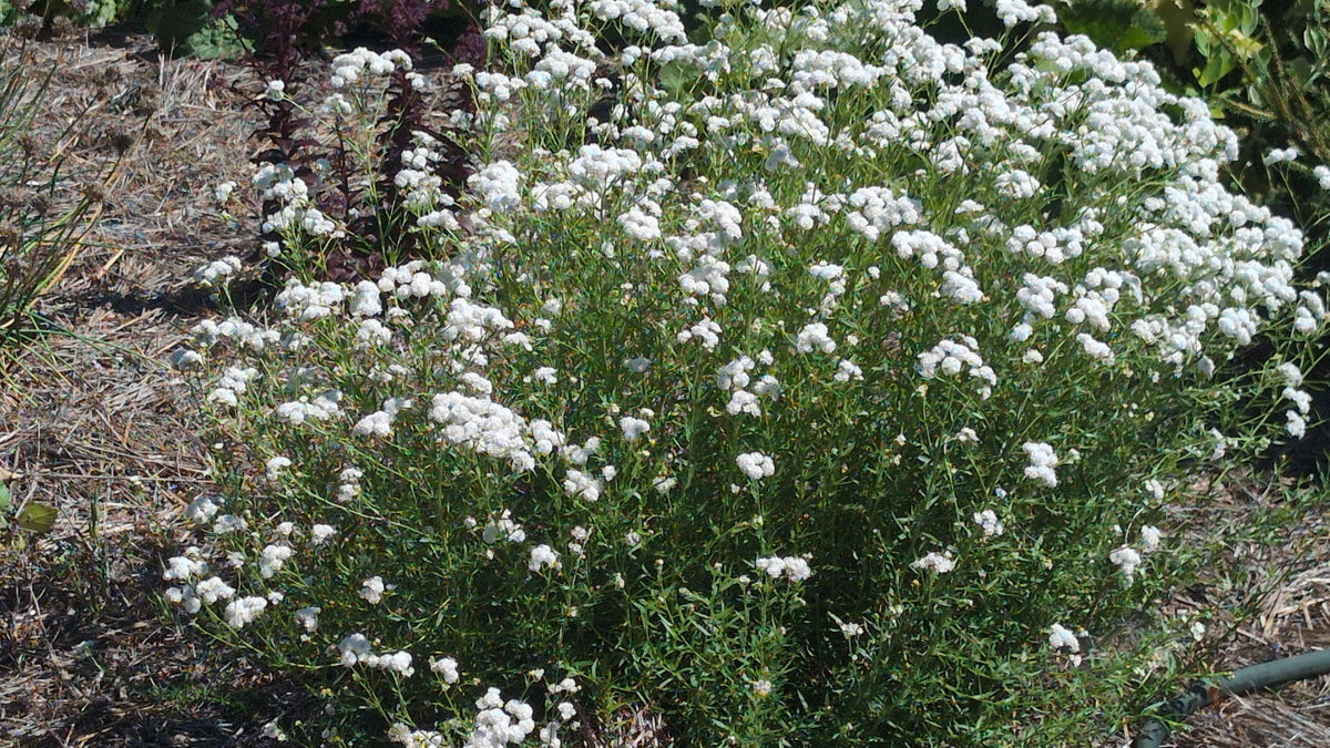 Achillea ptarmica ‘Diadem’
