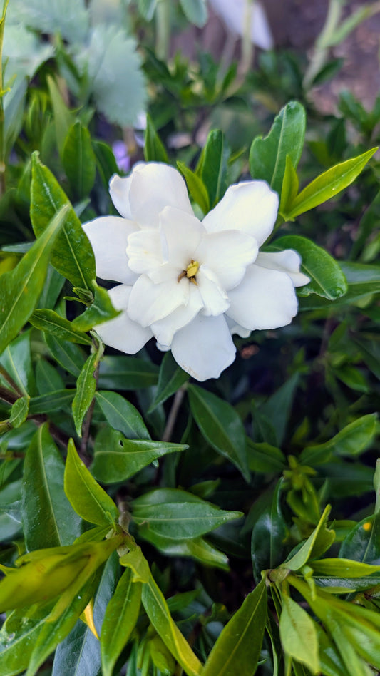 Gardenia jasminoides 'Frostproof'