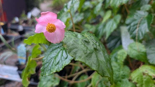 Begonia ‘Smooch’
