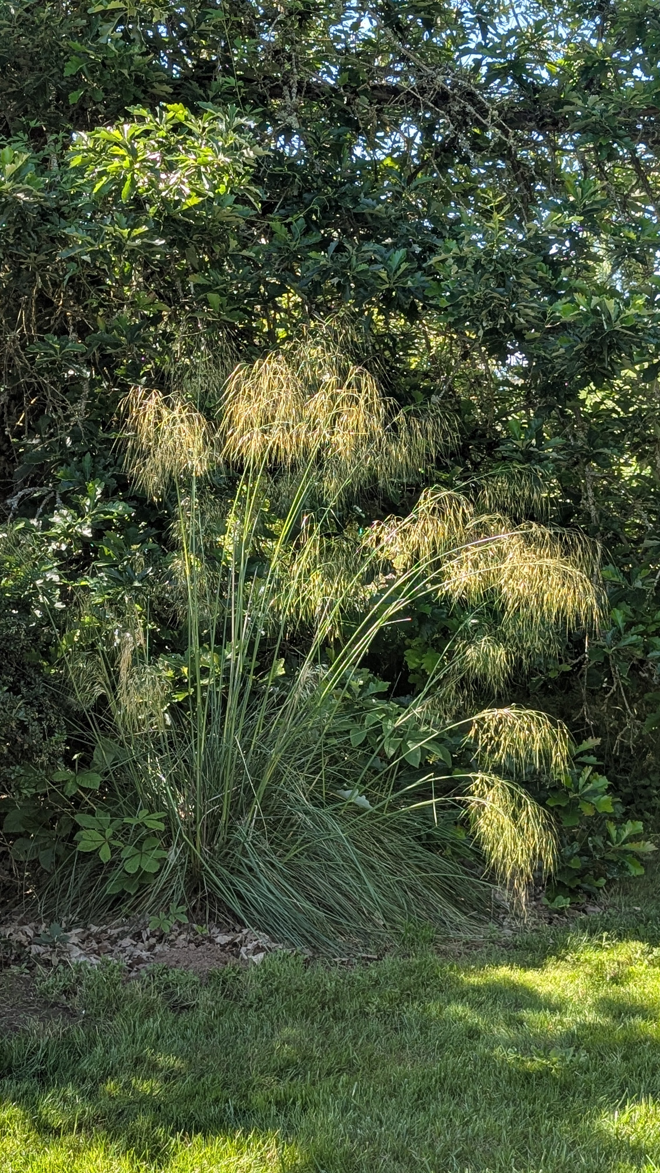 Grass & Grass-like – Page 4 – Secret Garden Growers