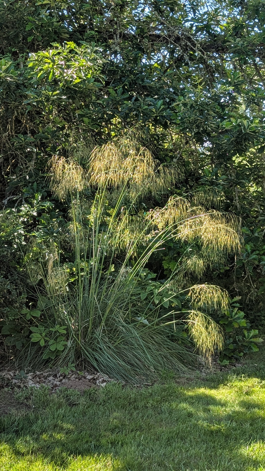 Stipa gigantea
