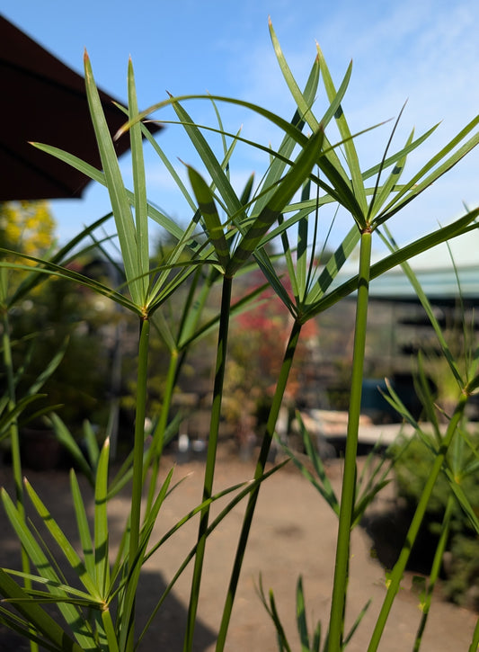 Cyperus alternifolius ‘Zero’