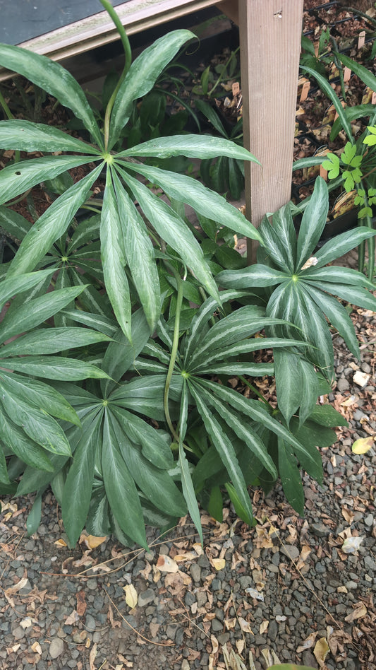 Arisaema consanguineum ‘Silver Center’
