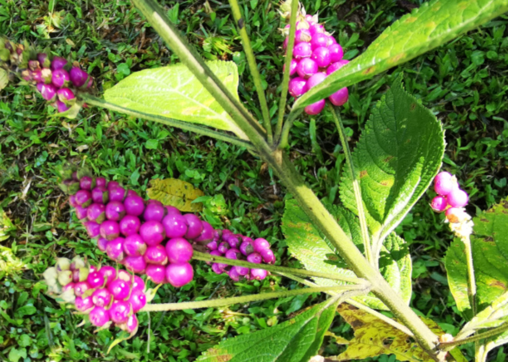Lantana trifolia