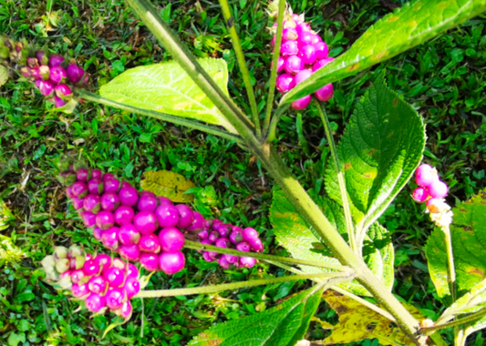 Lantana trifolia