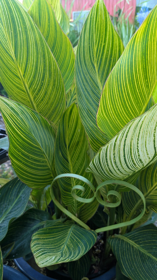 Canna ‘Pretoria’