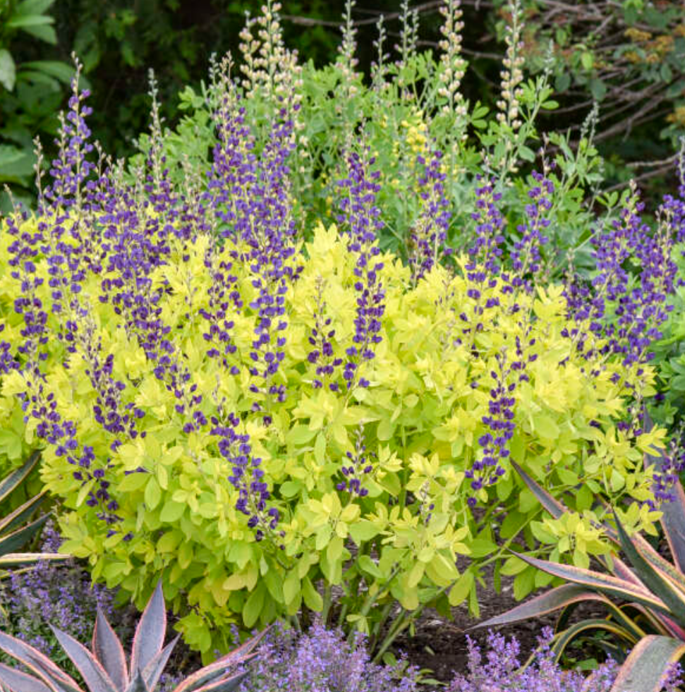 Baptisia ‘Golden Anniversary’   PPAF