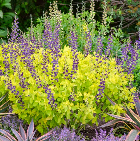 Baptisia ‘Golden Anniversary’   PPAF
