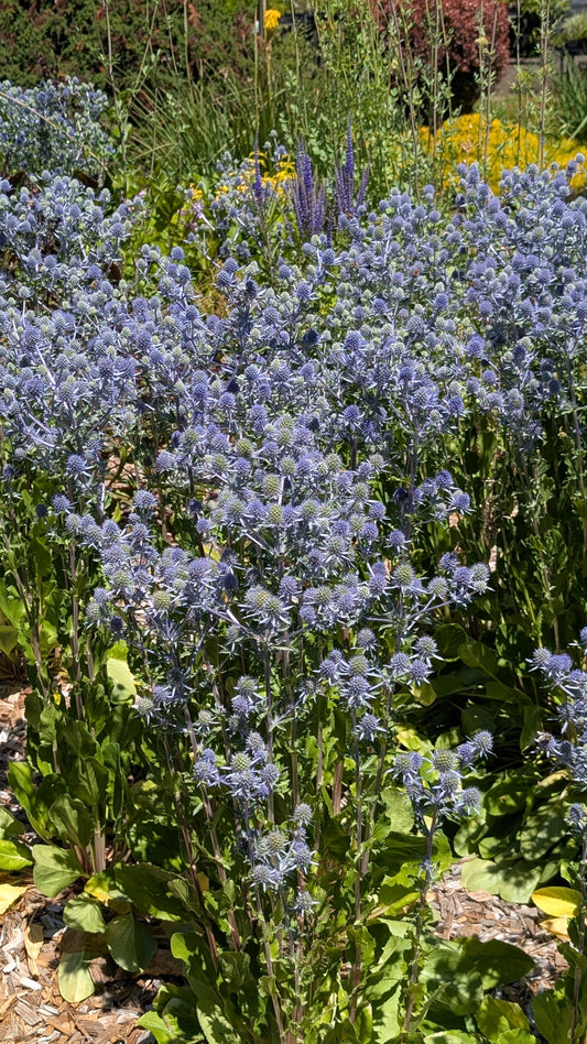 Eryngium planum 'Blue Glitter'