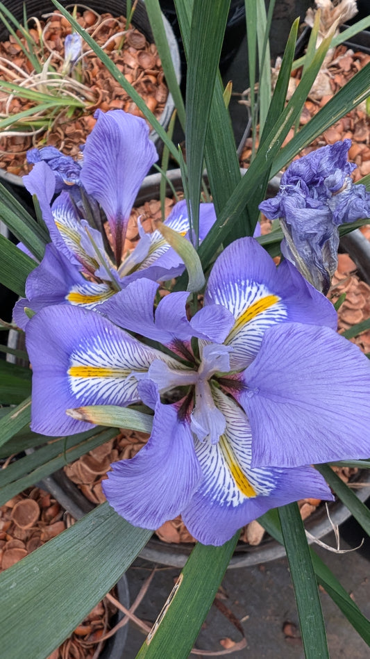 Iris unguicularis