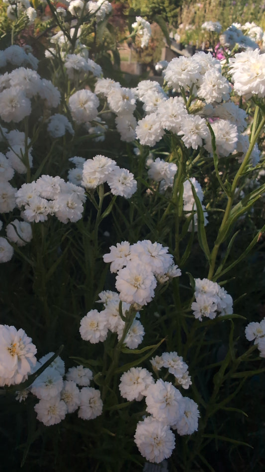 Achillea ptarmica ‘Diadem’