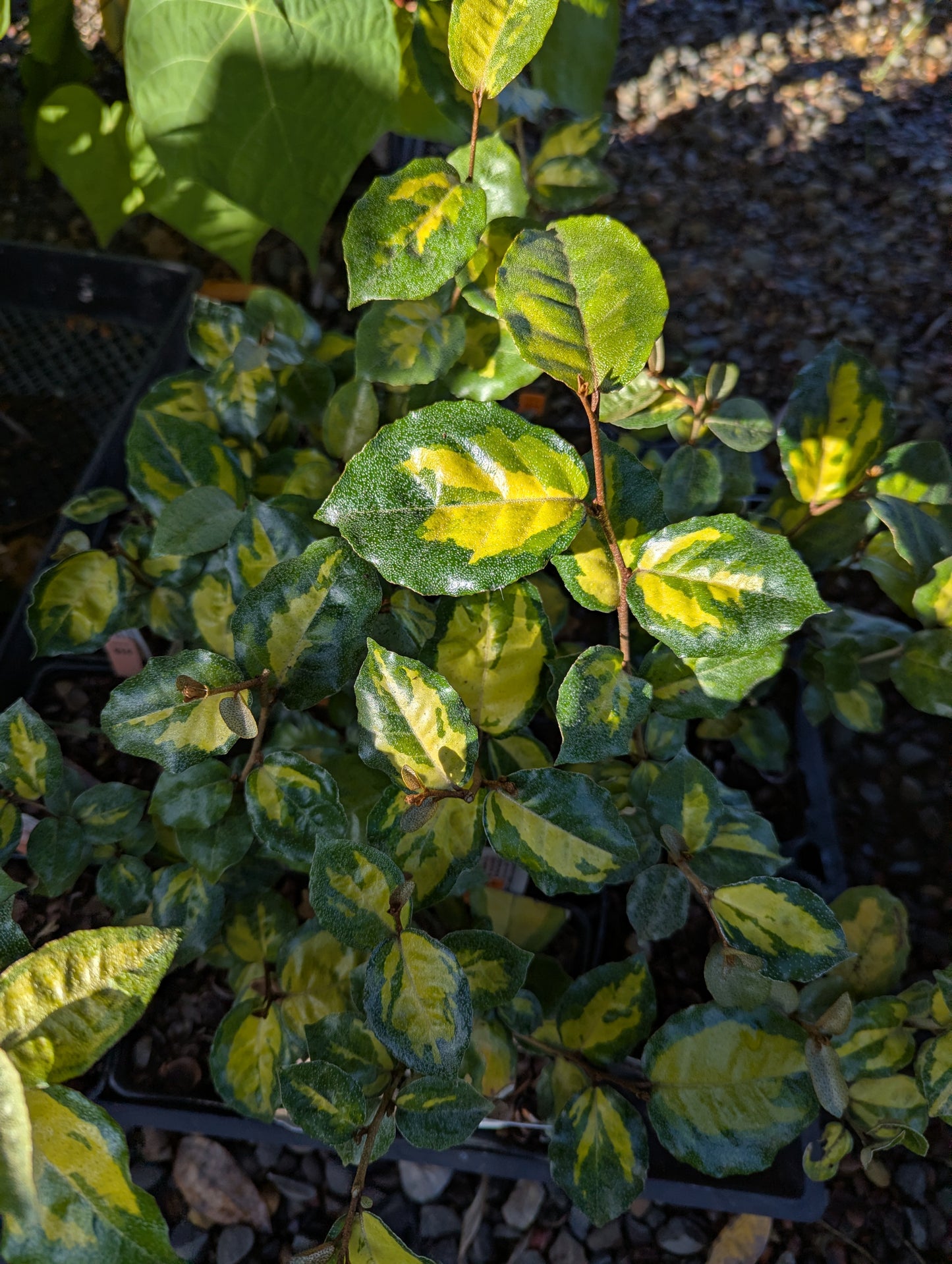 Eleagnus pungens ‘Clemson Variegated’