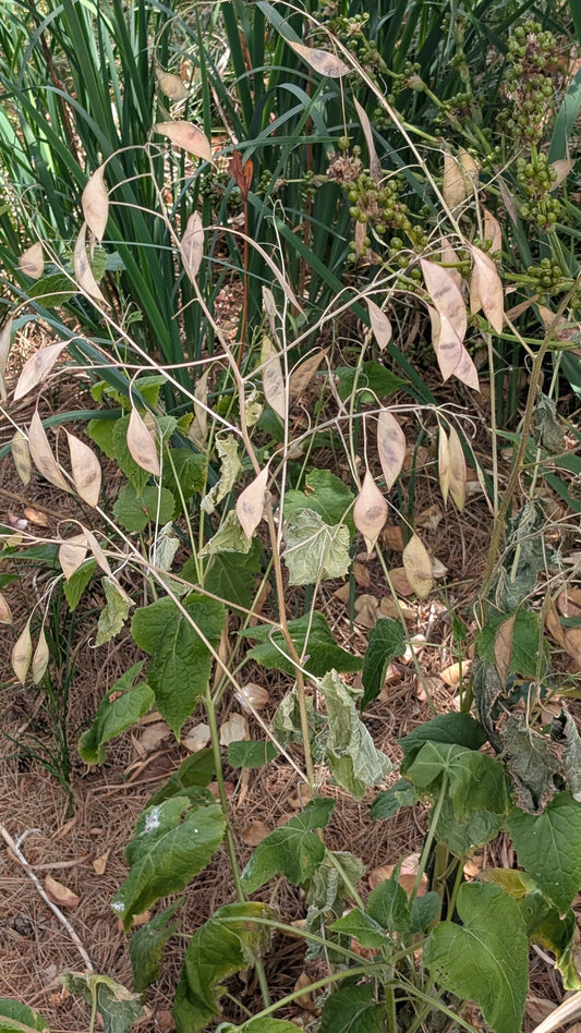 Lunaria rediviva