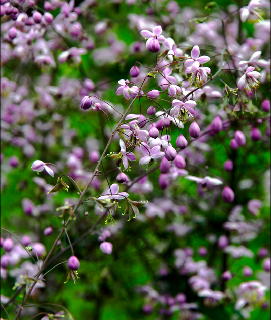 Thalictrum delavayi