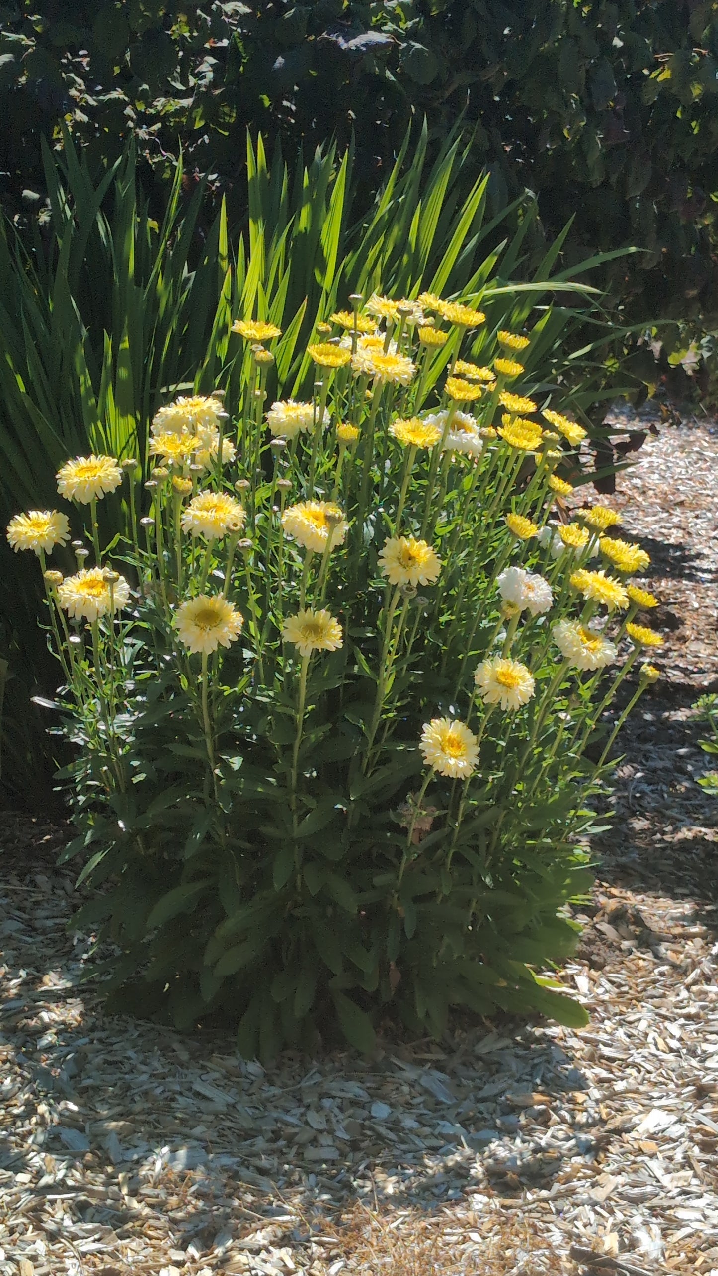 Leucanthemum x superbum ‘Real Charmer’  PP27,687