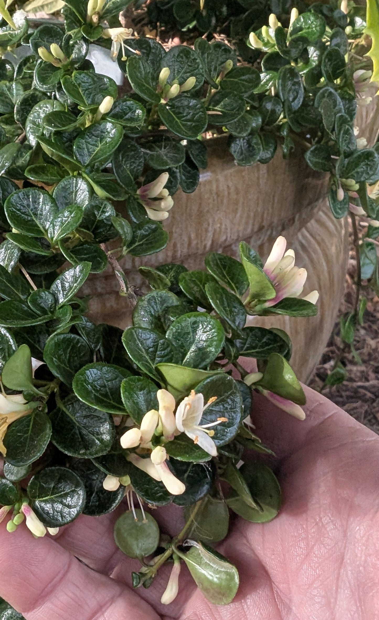 Lonicera crassifolia