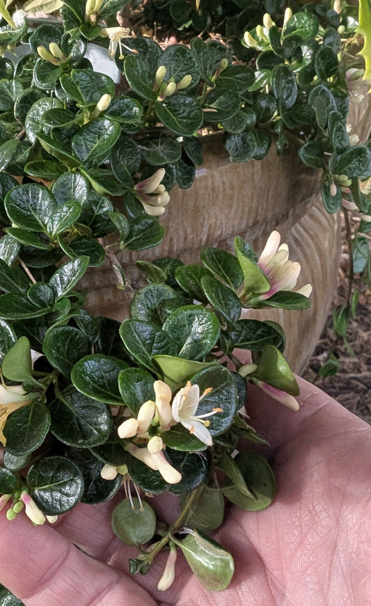Lonicera crassifolia
