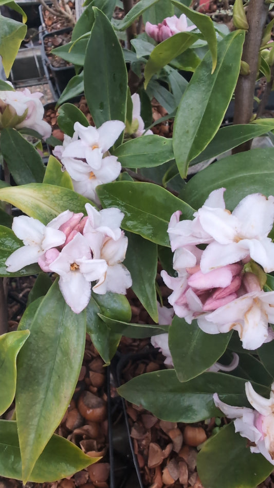 Daphne odora X bholua ‘Perfume Princess’  PP27662