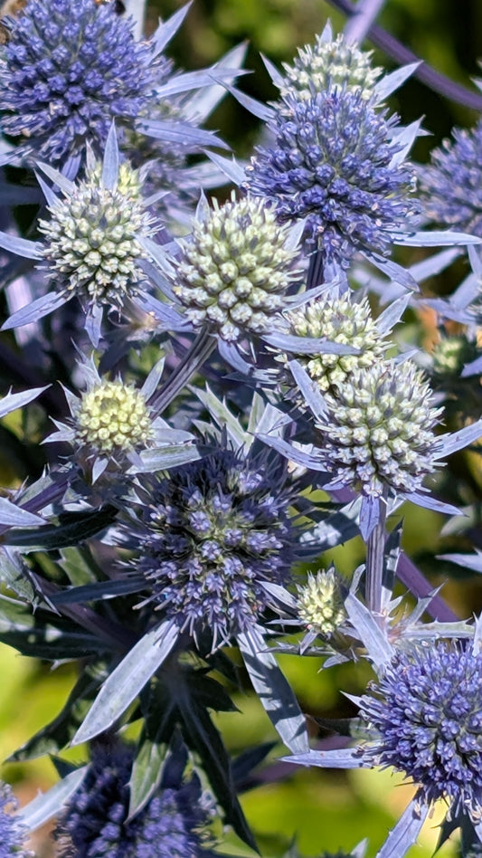 Eryngium planum 'Blue Glitter'